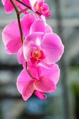 Beautiful orchid flower in garden.