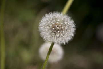 Flower dandelion in a nice summer day
