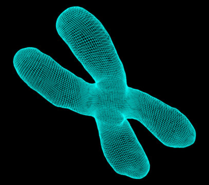  3D connection structure. The mesh geometry chromosomes