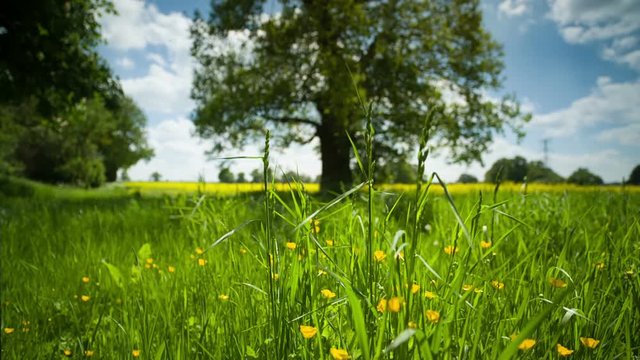 beautiful tree english countryside during summer