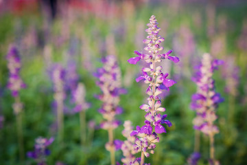 Naklejka premium Colorful of flowers.