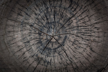 The pattern on an old tree stump, For texture background.