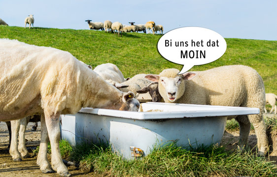 Bi uns het dat MOIN Schafe am Deich