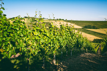 Vineyard hills in Marche, Italy