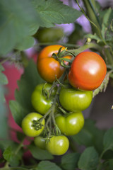 Tomaten