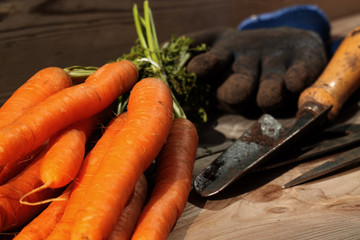 Carrot garden tools / Freshly picked carrot on wood with a garden fork, trowel and gloves