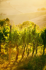 Fototapety  Podświetlane rzędy winnic w Marche we Włoszech