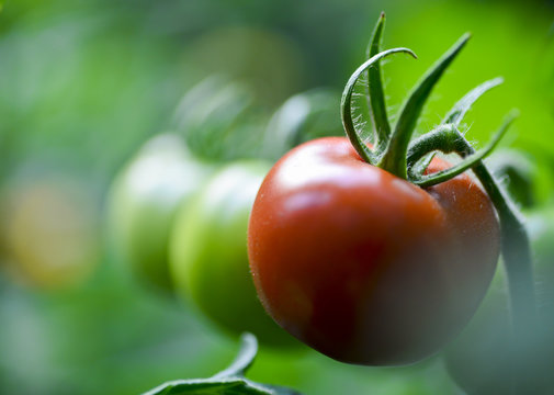 Tomaten