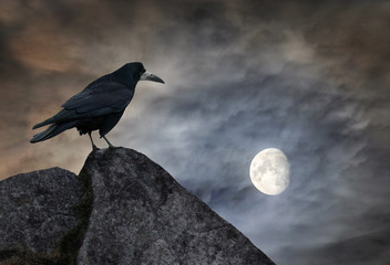 Raven on a stone