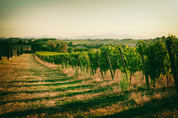 Fototapeta na wymiar Vineyard fields in Marche, Italy
