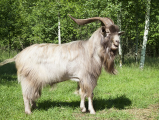 Fototapeta premium Horned goat outdoors
