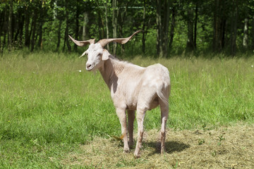 Naklejka na ściany i meble White horned goat outdoors