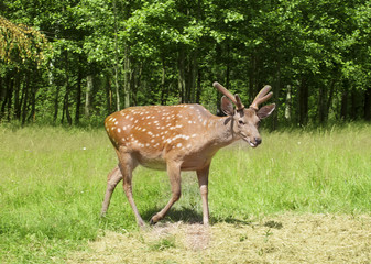 Wild spotted outdoors