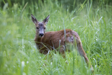 Wild roe deer in the forest