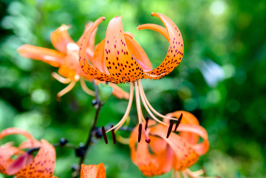 orange tiger lilies bloom in the garden of a country