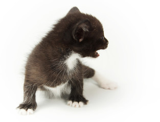 Little funny black kitty with white breast on light background