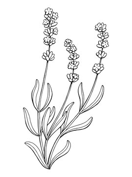 Lavender flower graphic art black white isolated illustration vector