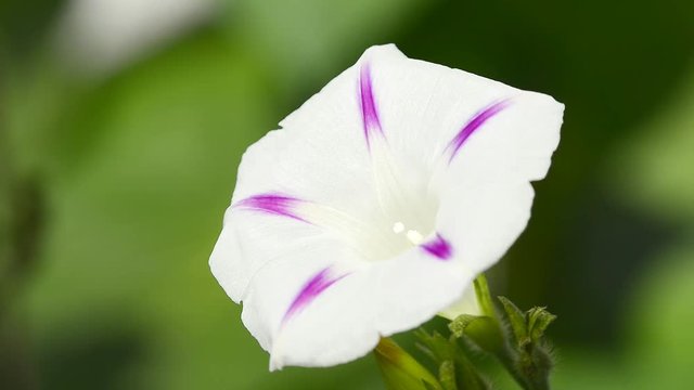 Prunkwinde, Bl&uuml;te der Aztekendroge