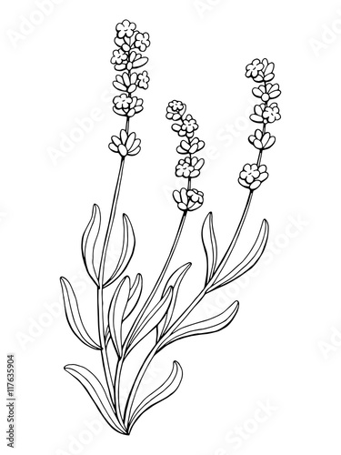 "lavender flower graphic art black white isolated