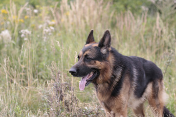Dog german shepherd on the field in summer day