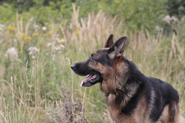 Dog german shepherd on the field in summer day