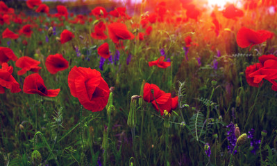 wild flowers poppies in a field with grass at sunset