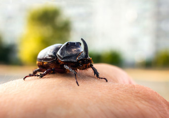 beetle giant on a man's hand, rhinoceros