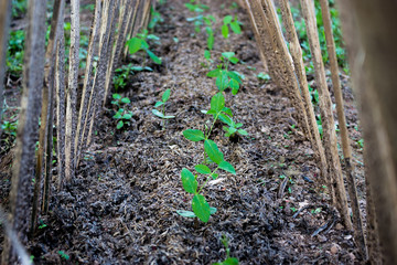 Growing tree plants grown.