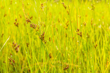 Small brown flower with green grass and warm light