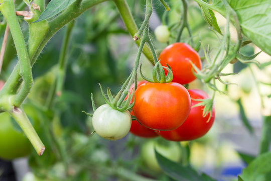 Ready red tomatoes at greenhouse