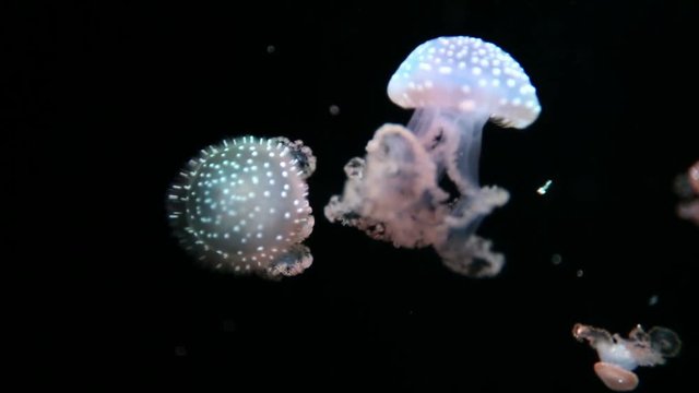 A jellyfish swimming in aquarium