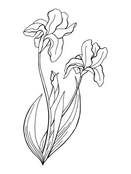 Iris flower graphic art black white isolated illustration vector