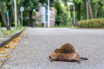 fully grown hedgehog lying dead on the road after being hit by a car