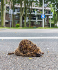 fully grown hedgehog dead on the road after being hit by a car