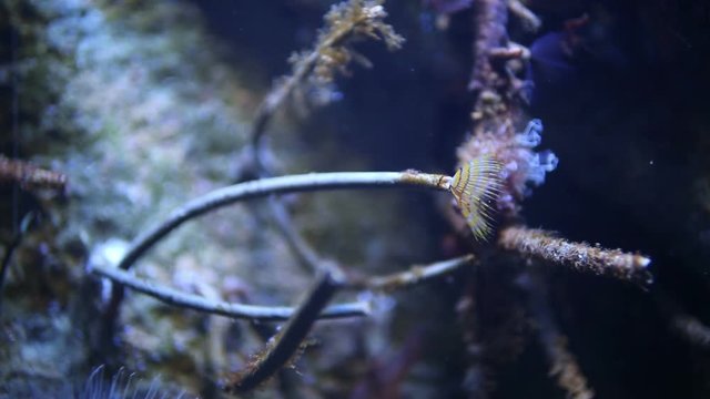 fish and sea life in an aquarium