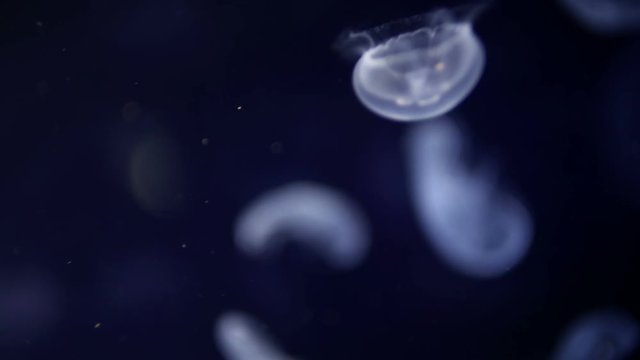 A jellyfish swimming in aquarium