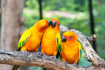 Three sun conure bird perch in wood branch in forest. 