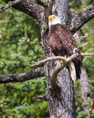 Alaskan Bald Eagle