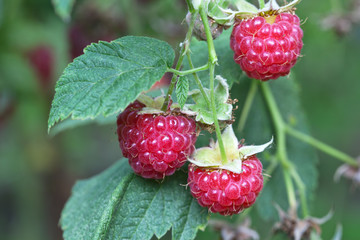 Ripe raspberries at sunny summer day