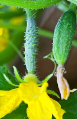 The structure of the rough surface of a young cucumber. Macro
