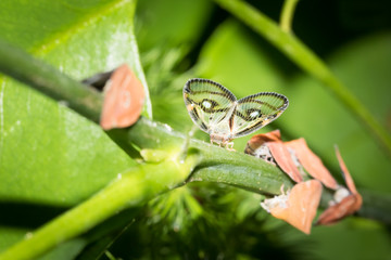 This is a photo of one kind of cicada, was taken in XiaMen botanical garden, China.