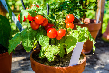 Lovely small cherry tomato plant with ripe and tasty tomatoes on it. White empty marker in pot. - 117642550