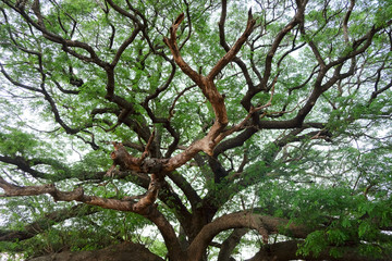 Giant Rain Tree