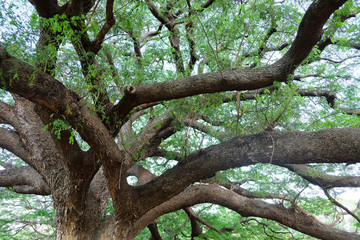 Giant Rain Tree