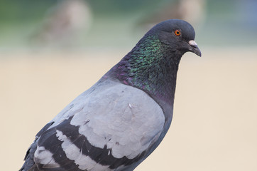 A portrait of a pigeon with beautiful hackle feathers.