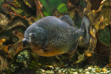 Piranha fish in aquarium