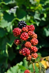 Rovo "Rubus ulmifolius" con frutti in maturazione - More