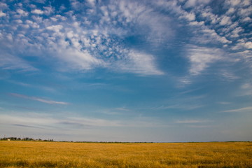 Obraz premium Cirrus clouds in the blue sky and yellow field