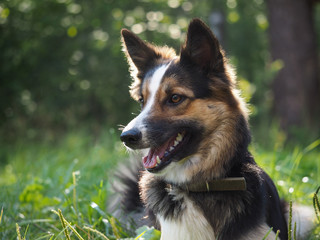 Beautiful dog lying on green grass. It's hot, fall seen, tongue, teeth