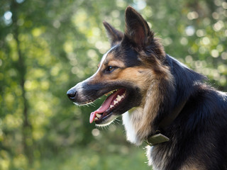 Portrait of a big dog in a collar. Natural beautiful backdrop. Profile of the muzzle, teeth, tongue, jaws